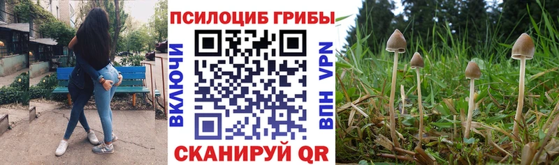 Купить  Называевск  Псилоцибиновые грибы Psilocybe 